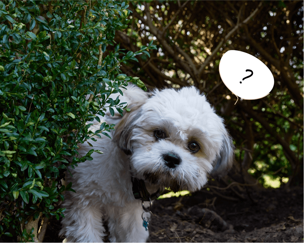 茂みから小型犬が顔を出し、はてなの吹き出しが出ている画像